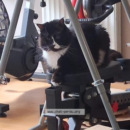 Photo 1/1 Zorro Chat lost in Chatillon sur indres