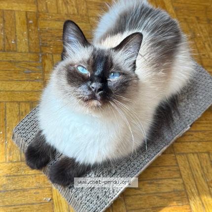 Photo 1/1 Saphir Chat lost in Saint maur des fosses