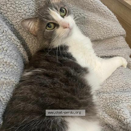 Photo 1/1 spira Chat lost in Dax