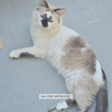 Photo 1/1 Fullah Chat lost in Toulouse 31000
