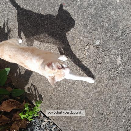 Photo 1/1 Found cat Found in Sorde l abbaye