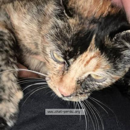 Photo 1/1 Ulysse Chat lost in Mazerolles