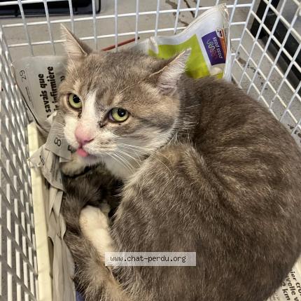 Photo 1/1 Found cat Found in Roubaix