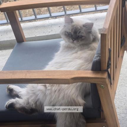 Photo 1/1 Pito Chat lost in Angers