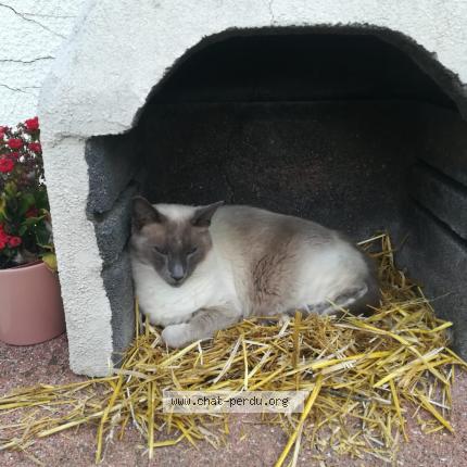 Photo 1/1 Mats Chat lost in Groot bijgaarden