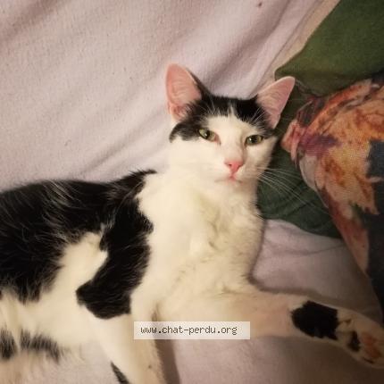 Photo 1/1 Cat reunited Lost in Artenay