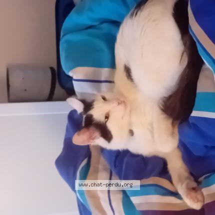 Photo 1/1 Cache-Cache Chat lost in Olivet