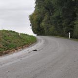 Picture of cat found at Caix