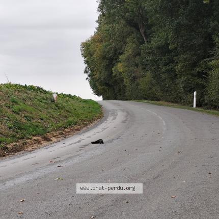 Photo 1/1 Found cat Found in Caix