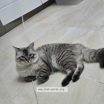 Photo 1/1 Mirage Chat lost in Annaba