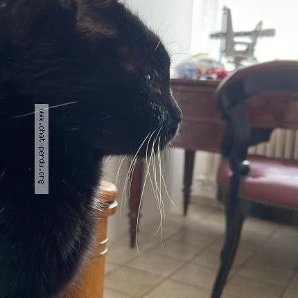 Photo 1/1 Régine MARCK AMIEL Chat lost in Epernay