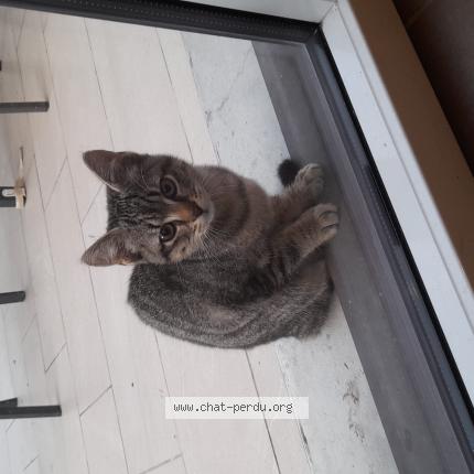 Photo 1/1 Found cat Found in Saint broladre