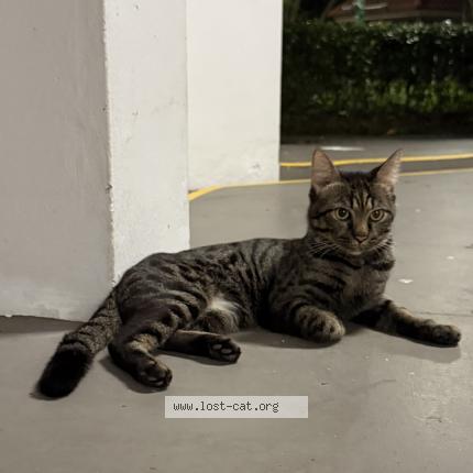 Photo 1/1 Found cat Found in Singapore