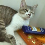 Picture of cat lost at Marmande