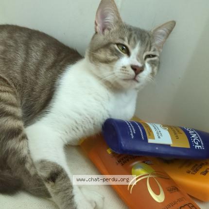 Photo 1/1 Éros Chat lost in Marmande