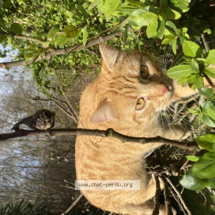 Photo 1/1 Pepito Chat lost in Trosly breuil