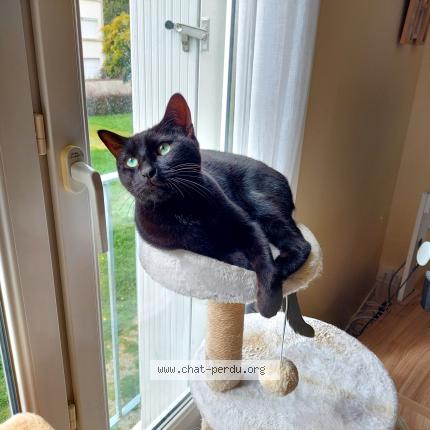 Photo 1/1 R&eacute;glisse Chat lost in Nantes