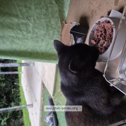 Photo 1/1 Found cat Found in Limoges
