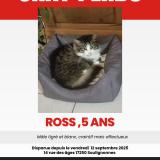 Picture of cat lost at Soulignonne