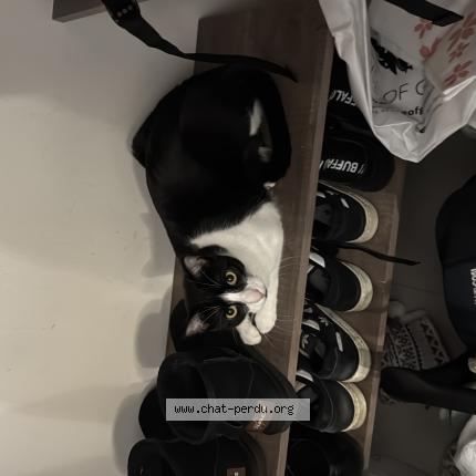 Photo 1/1 Oreo Chat lost in Ballancourt sur essonnes