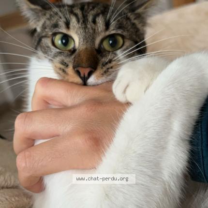 Photo 1/1 Hadès Chat lost in Abscon