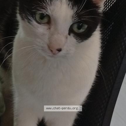 Photo 1/1 Liloo Chat lost in Sainte genevieve des bois