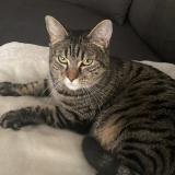 Picture of cat lost at Morteau