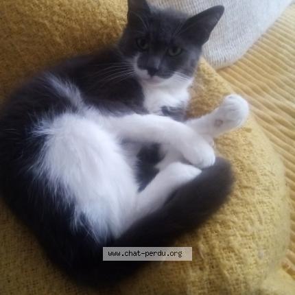 Photo 1/1 Yumi Chat lost in Cambrai