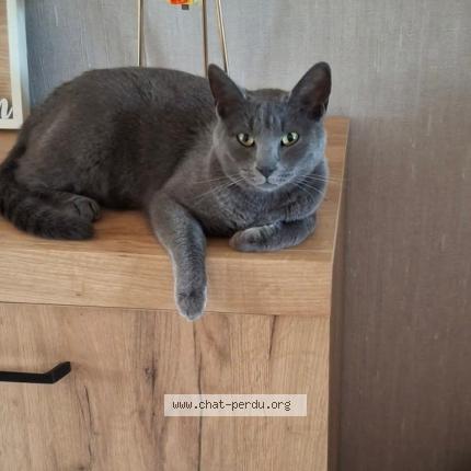 Photo 1/1 Urf&eacute;e Chat lost in Lauwin planque