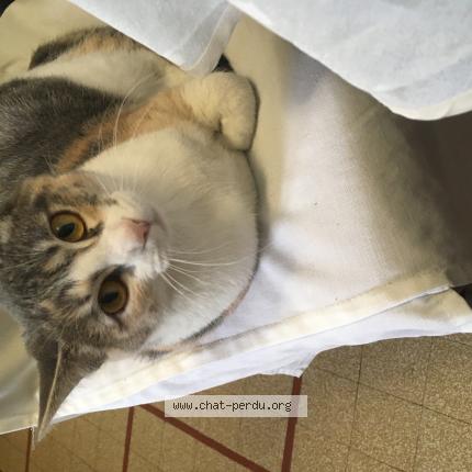 Photo 1/1 Sushi Chat lost in Blagnac