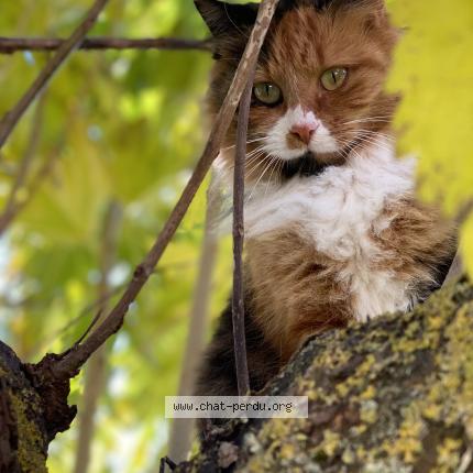 Photo 1/1 pomponette Chat lost in Aurade