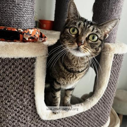 Photo 1/1 catline Chat lost in Colomiers