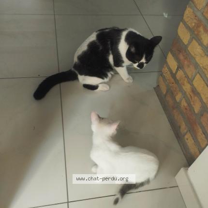 Photo 1/1 Slash Chat lost in Roubaix