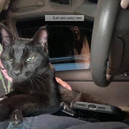 Photo 1/1 Found cat Found in High point