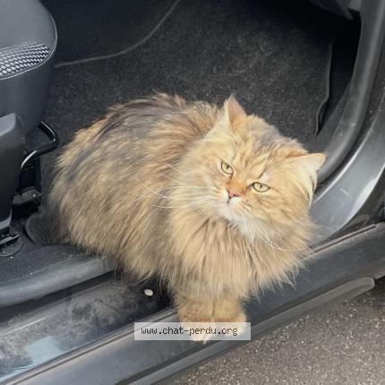 Photo 1/1 Nounou Chat lost in Strasbourg