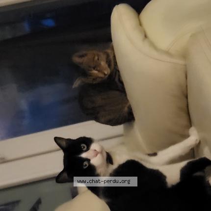 Photo 1/1 Oreo Chat lost in Le havre