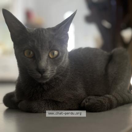 Photo 1/1 AHSOKA Chat lost in Balaruc le bieux