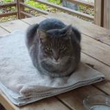 Picture of cat found at Vico