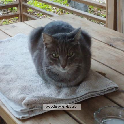 Photo 1/1 Found cat Found in Vico