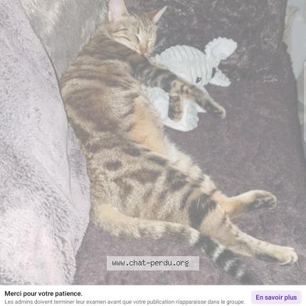 Photo 1/1 Vaiano Chat lost in Gratentour