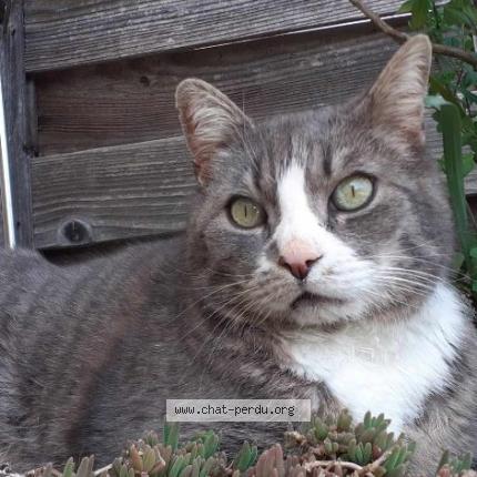 Photo 1/1 Sam Chat lost in St julien du serre