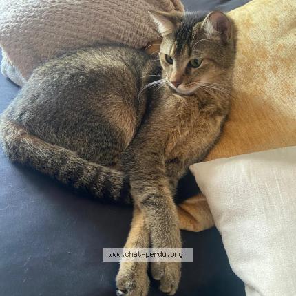 Photo 1/1 INDY Chat lost in Neuchatel