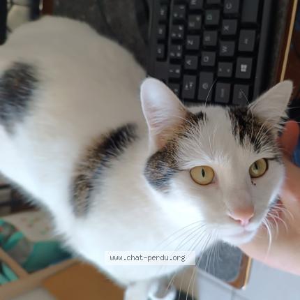 Photo 1/1 Chiro Chat lost in Montreuil juigne