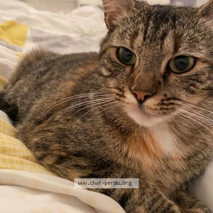 Photo 1/1 Tornade Chat lost in Har