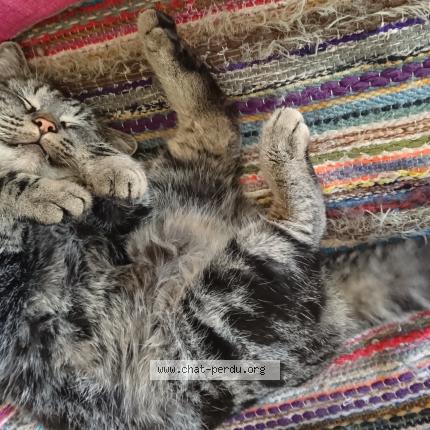 Photo 1/1 Jo Chat lost in Etables sur mer