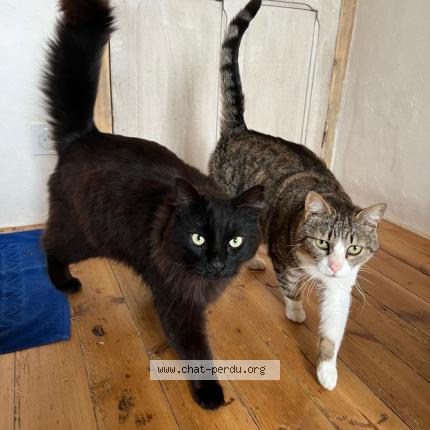 Photo 1/1 Gustave Chat lost in Treflez