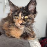 Picture of cat lost at Provins