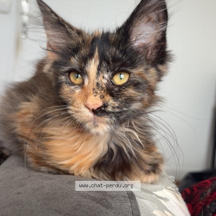 Photo 1/1 Azza Chat lost in Provins