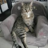 Picture of cat lost at Melun