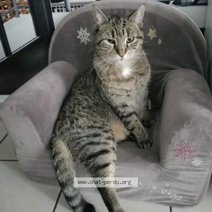 Photo 1/1 Gucci Chat lost in Melun